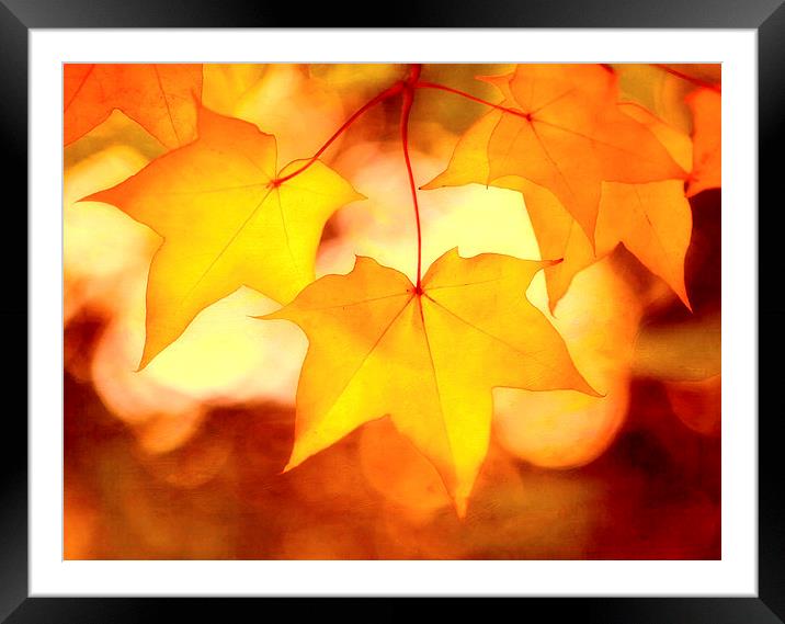 Autumn Sunrise Framed Mounted Print by clint hudson