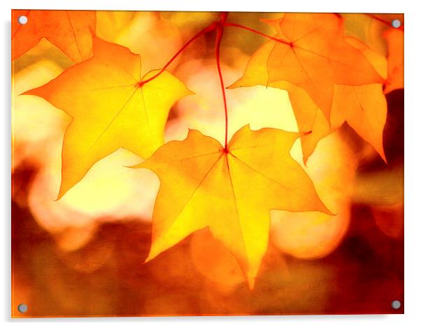Autumn Sunrise Acrylic by clint hudson