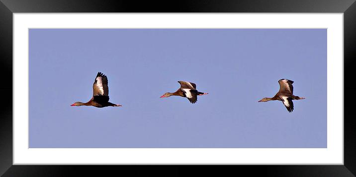 Black Bellied Whistling Ducks In Flight Framed Mounted Print by Anne Rodkin