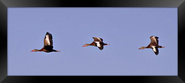 Black Bellied Whistling Ducks In Flight Framed Print by Anne Rodkin