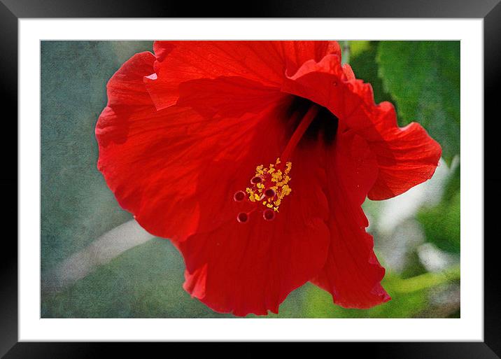Vibrant Hibiscus Framed Mounted Print by Nicole Rodriguez