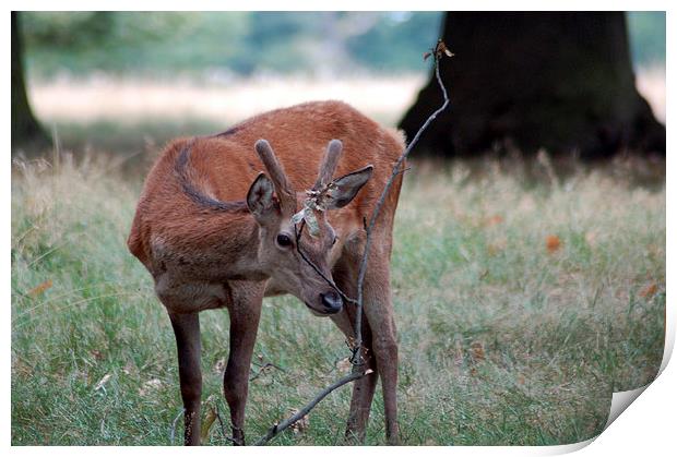 Baby Deer at Richmond Park London Print by Mark Gracey