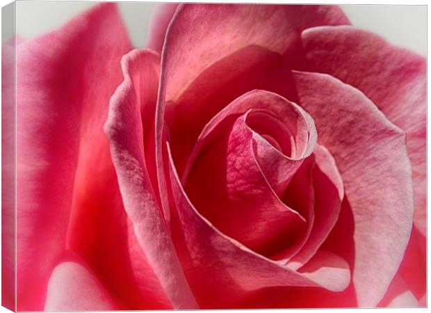 Rose Canvas Print by Mary Lane