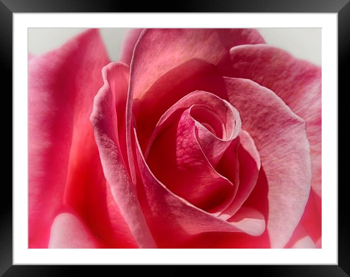 Rose Framed Mounted Print by Mary Lane