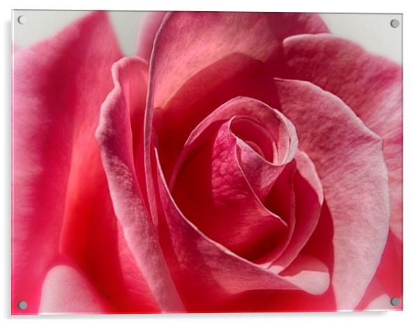 Rose Acrylic by Mary Lane