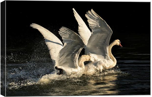 Fighting Cob Swans Canvas Print by Jennie Franklin