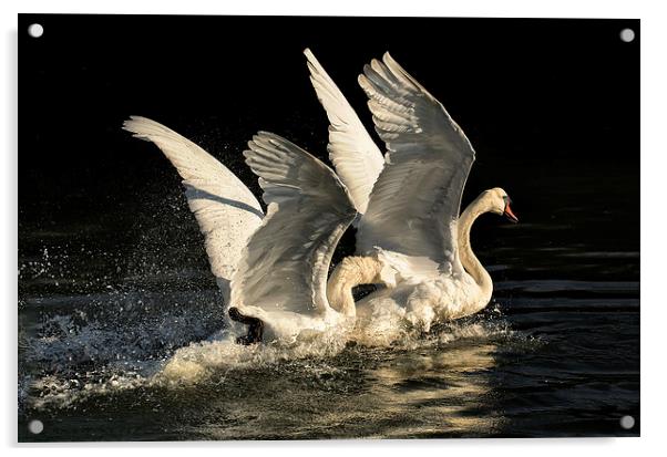 Fighting Cob Swans Acrylic by Jennie Franklin