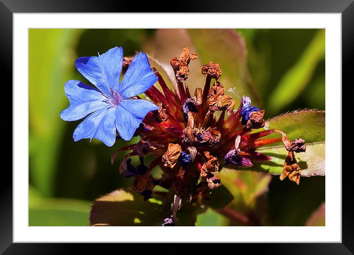 princess flower Framed Mounted Print by Craig Lapsley