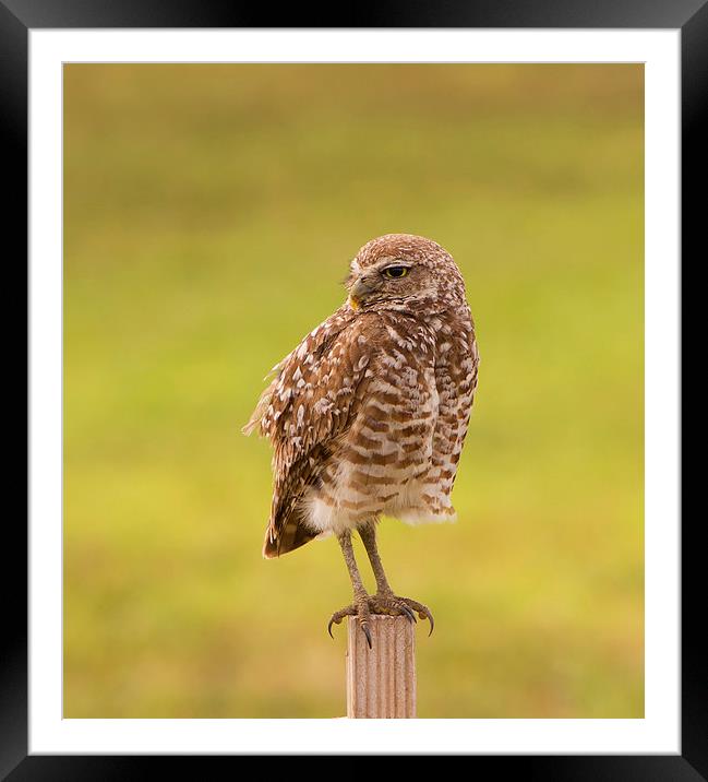 Burrowing Owl On Post Framed Mounted Print by Anne Rodkin