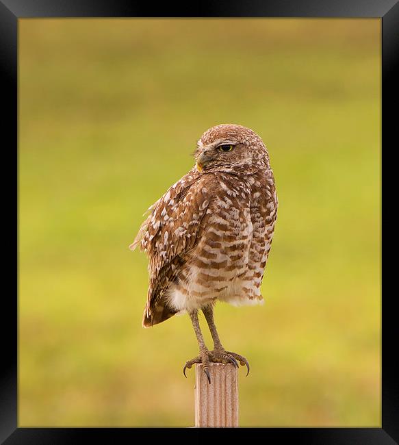 Burrowing Owl On Post Framed Print by Anne Rodkin