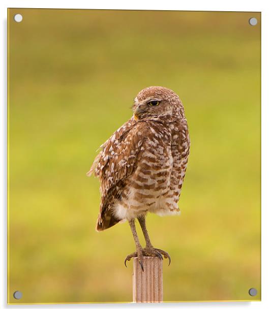 Burrowing Owl On Post Acrylic by Anne Rodkin