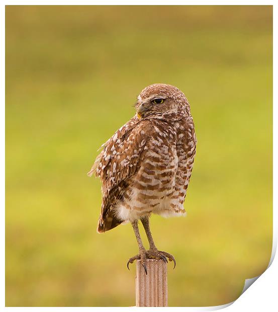 Burrowing Owl On Post Print by Anne Rodkin