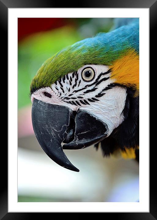 Take My Picture Please Framed Mounted Print by Nicole Rodriguez