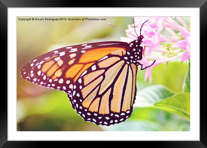 Sunny Butterfly Framed Mounted Print by Nicole Rodriguez