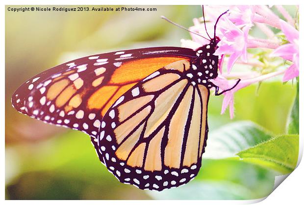 Sunny Butterfly Print by Nicole Rodriguez