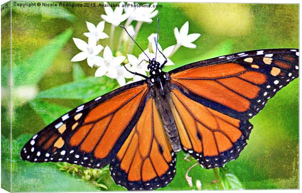 Magnificent Monarch 2 Canvas Print by Nicole Rodriguez