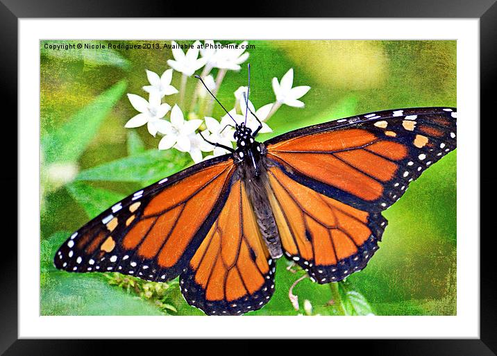 Magnificent Monarch 2 Framed Mounted Print by Nicole Rodriguez