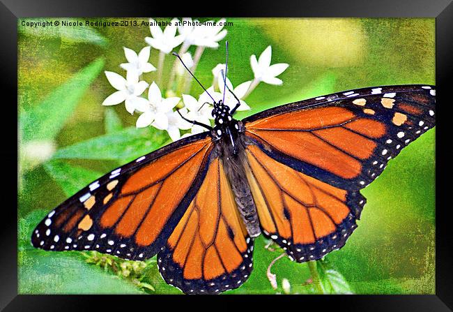 Magnificent Monarch 2 Framed Print by Nicole Rodriguez