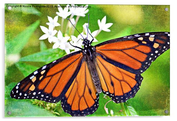 Magnificent Monarch 2 Acrylic by Nicole Rodriguez