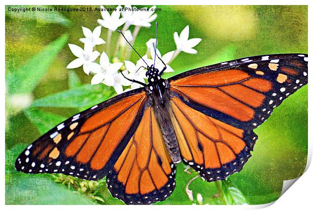 Magnificent Monarch 2 Print by Nicole Rodriguez