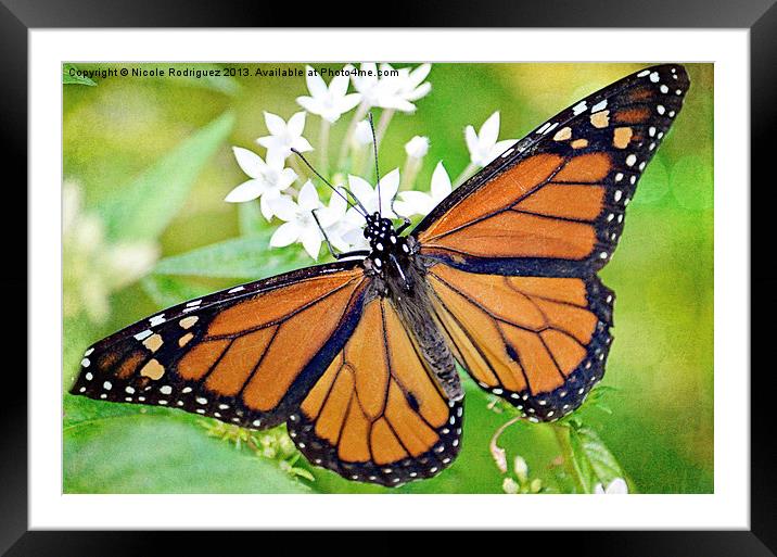 Magnificent Monarch Framed Mounted Print by Nicole Rodriguez