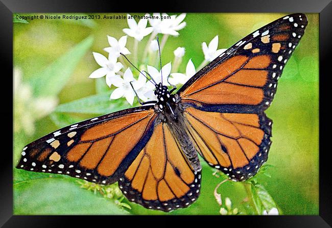 Magnificent Monarch Framed Print by Nicole Rodriguez