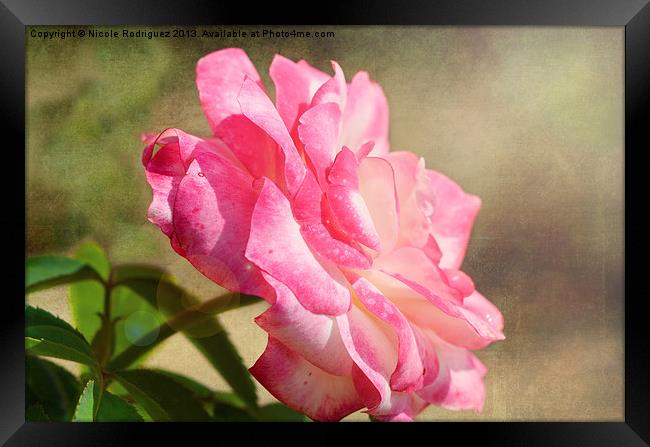 Rose into the Sunlight Framed Print by Nicole Rodriguez