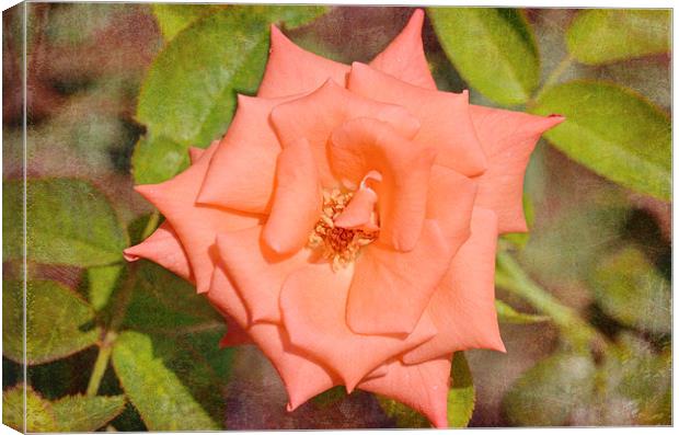 Star of a Rose Canvas Print by Nicole Rodriguez