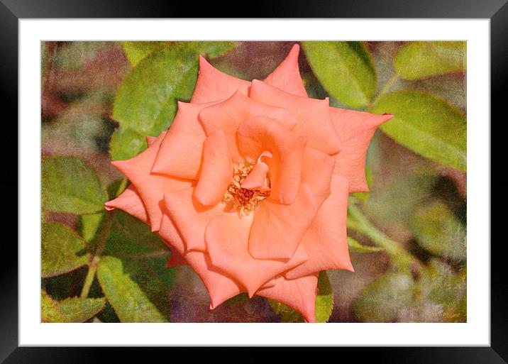Star of a Rose Framed Mounted Print by Nicole Rodriguez
