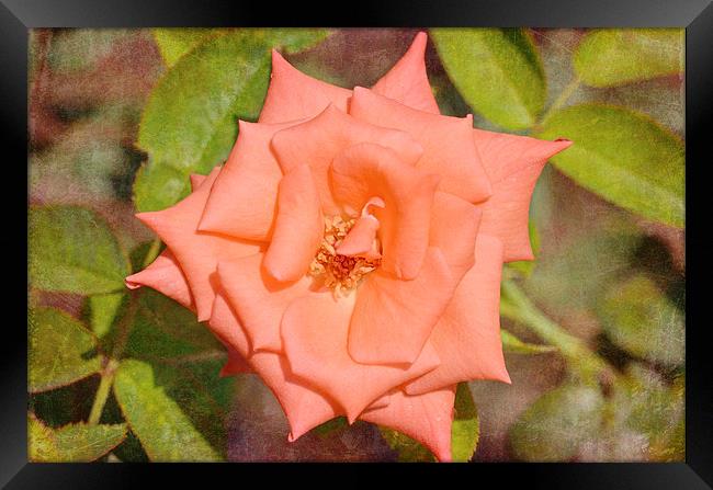 Star of a Rose Framed Print by Nicole Rodriguez