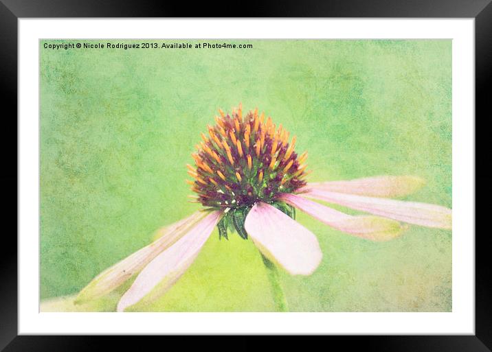 Graceful Cone Flower Framed Mounted Print by Nicole Rodriguez