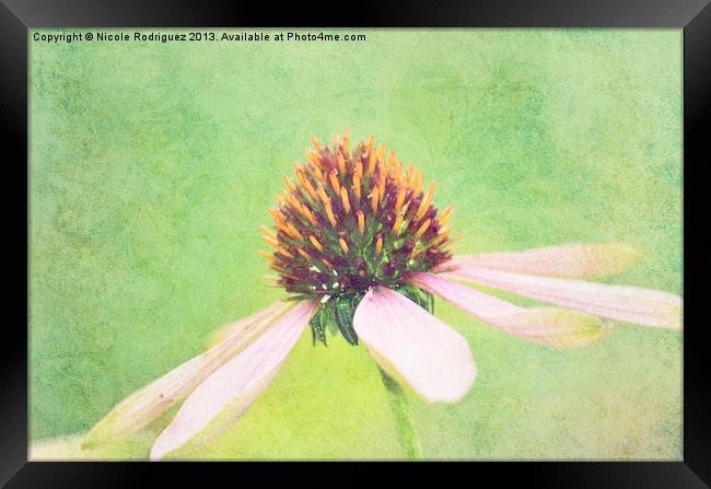 Graceful Cone Flower Framed Print by Nicole Rodriguez