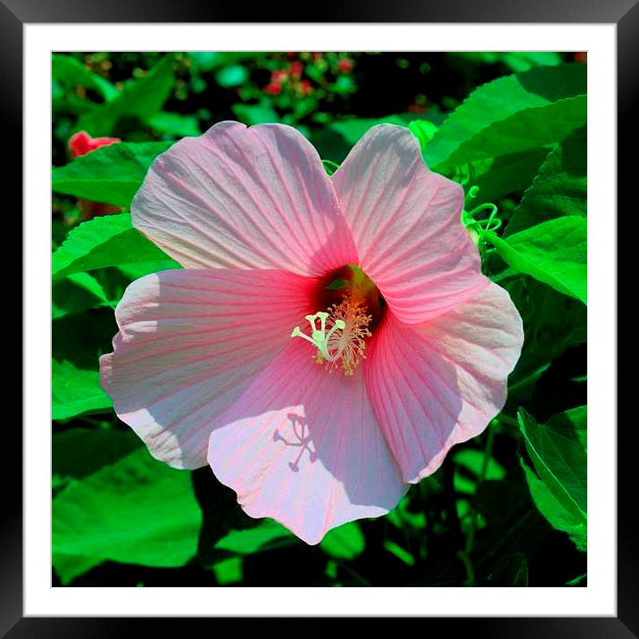 Pink Hibiscus Framed Mounted Print by Pamela Briggs-Luther