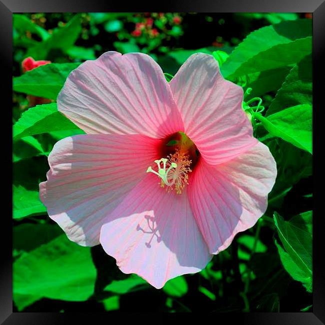 Pink Hibiscus Framed Print by Pamela Briggs-Luther