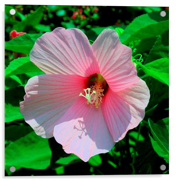Pink Hibiscus Acrylic by Pamela Briggs-Luther