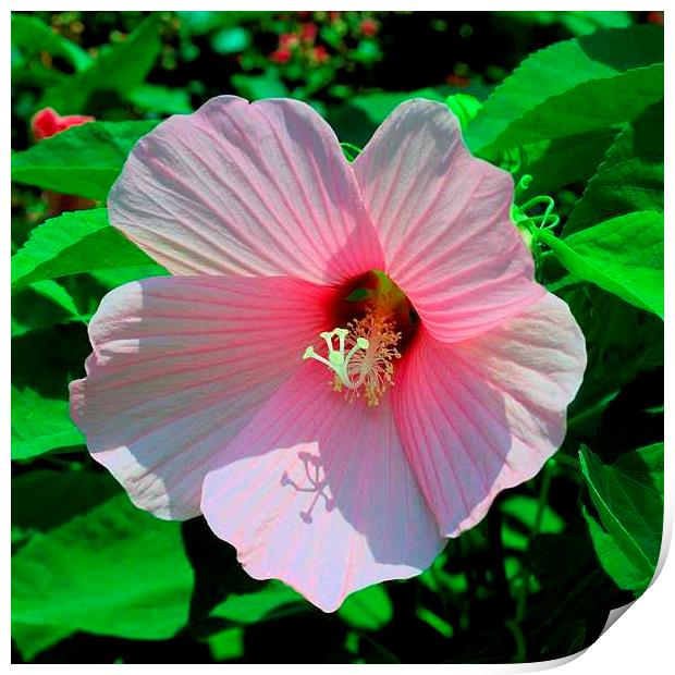 Pink Hibiscus Print by Pamela Briggs-Luther