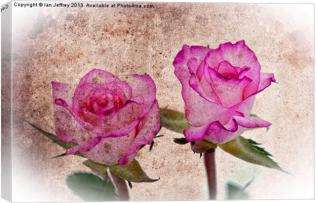Pink Roses Canvas Print by Ian Jeffrey