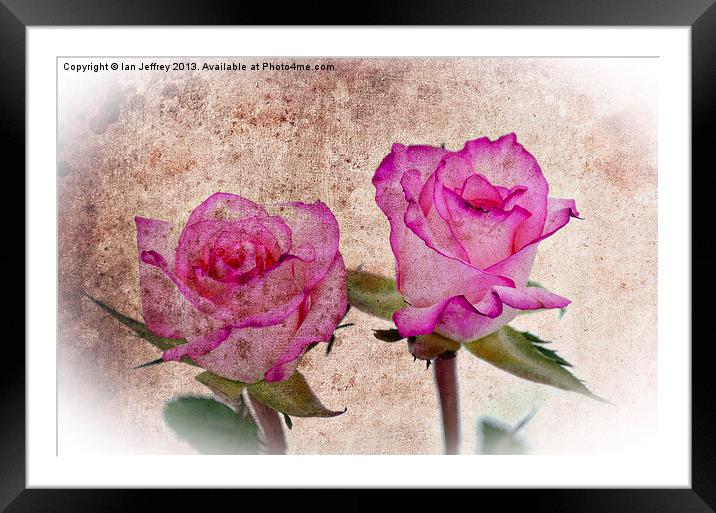 Pink Roses Framed Mounted Print by Ian Jeffrey