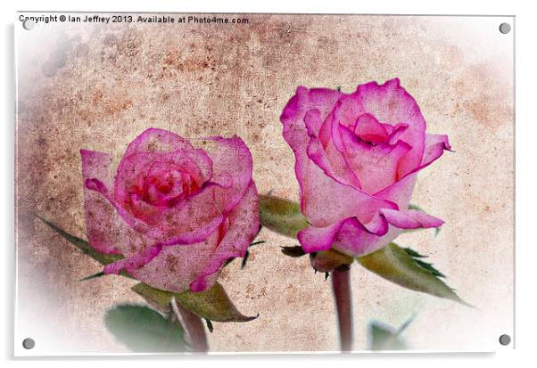Pink Roses Acrylic by Ian Jeffrey