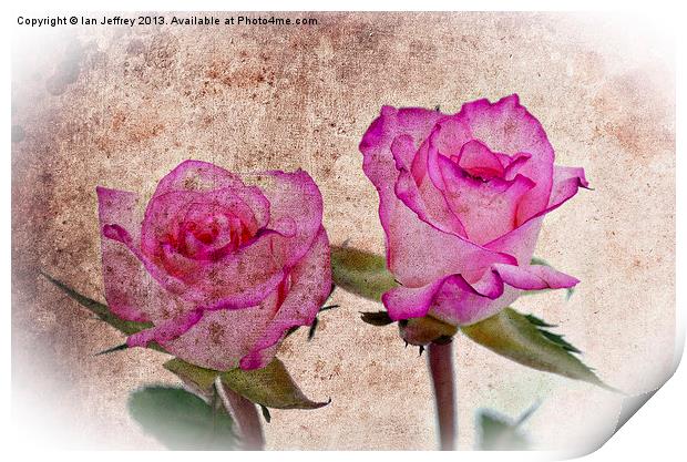 Pink Roses Print by Ian Jeffrey