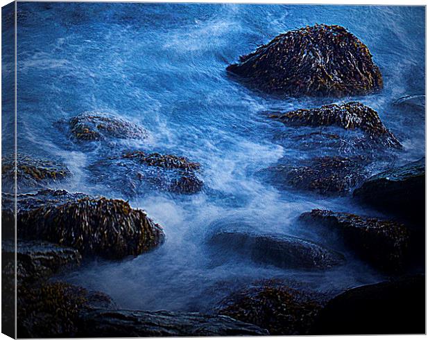 Clinging for life Canvas Print by stewart oakes