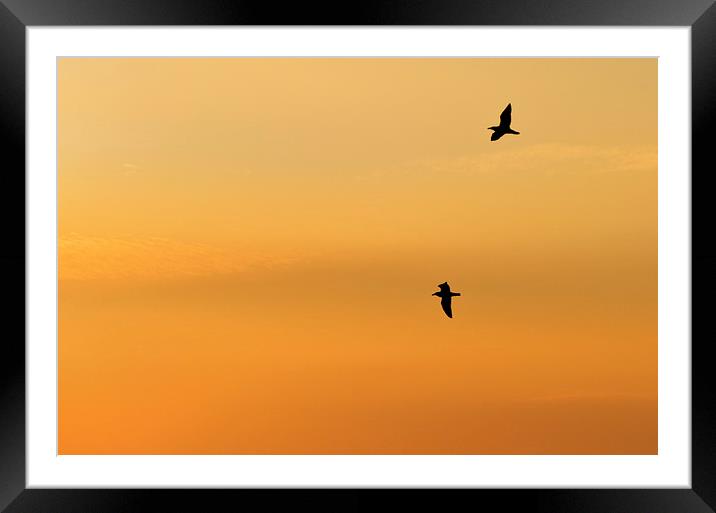 soaring Framed Mounted Print by John Hare