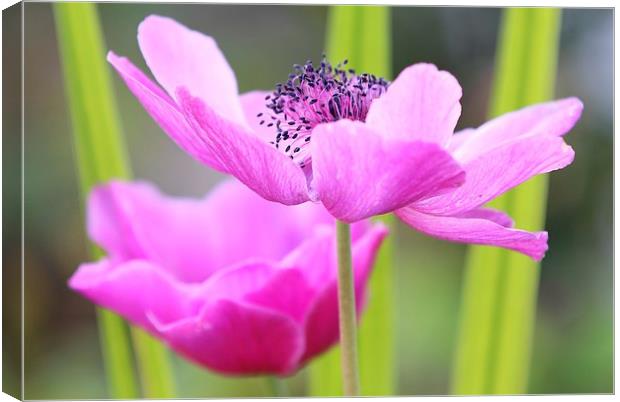 Pink Anemone Canvas Print by Mark Cake