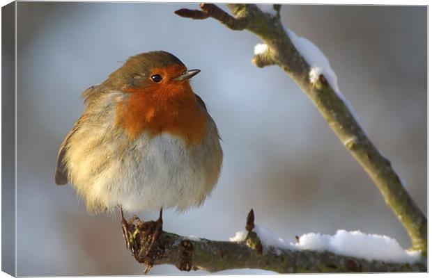 Winter Robin Canvas Print by Sue Dudley