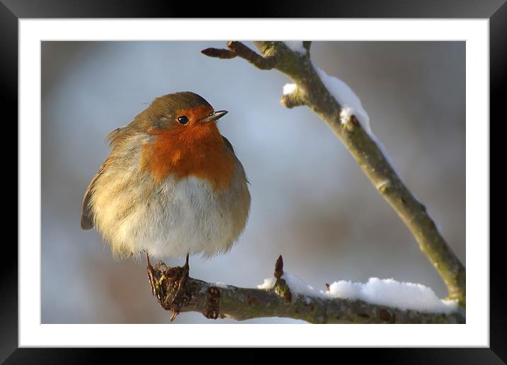 Winter Robin Framed Mounted Print by Sue Dudley