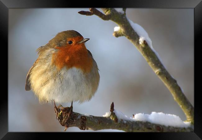 Winter Robin Framed Print by Sue Dudley