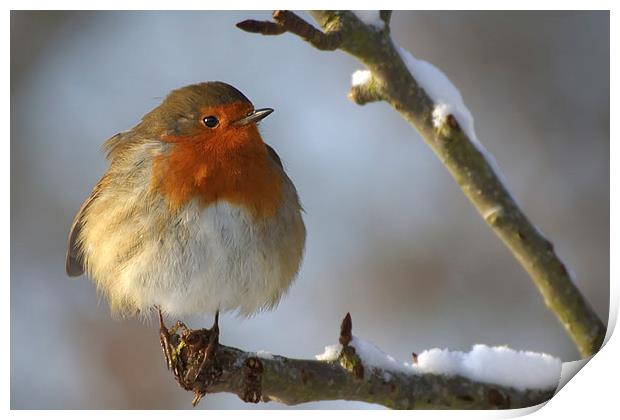 Winter Robin Print by Sue Dudley