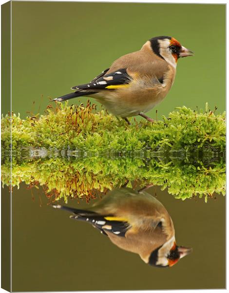 Goldfinch Reflections Canvas Print by Sue Dudley