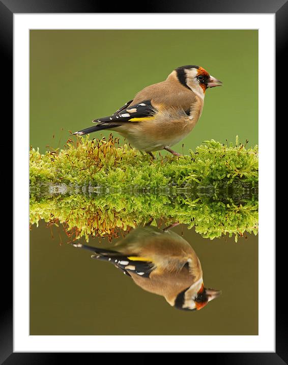 Goldfinch Reflections Framed Mounted Print by Sue Dudley
