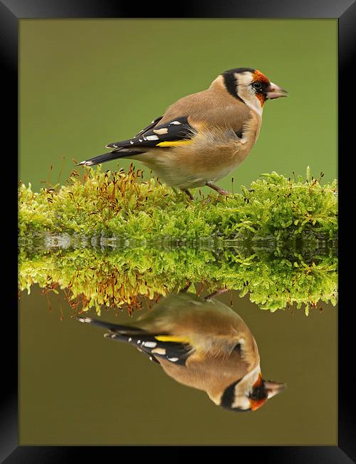 Goldfinch Reflections Framed Print by Sue Dudley